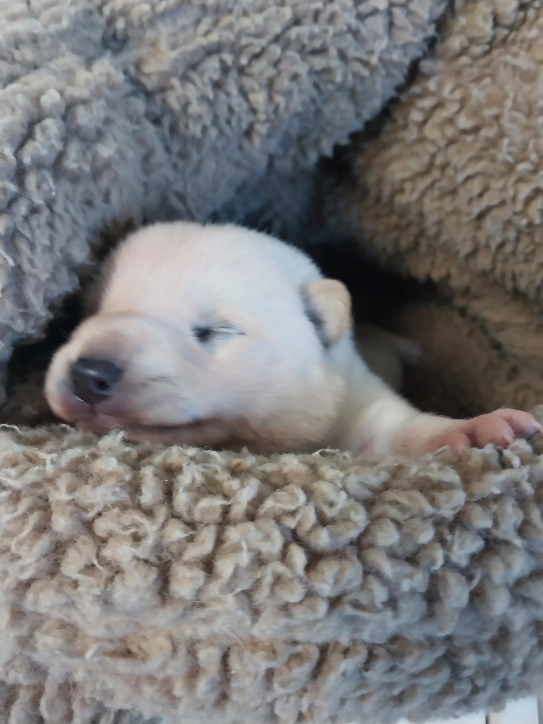 보호중 믹스견의 가…